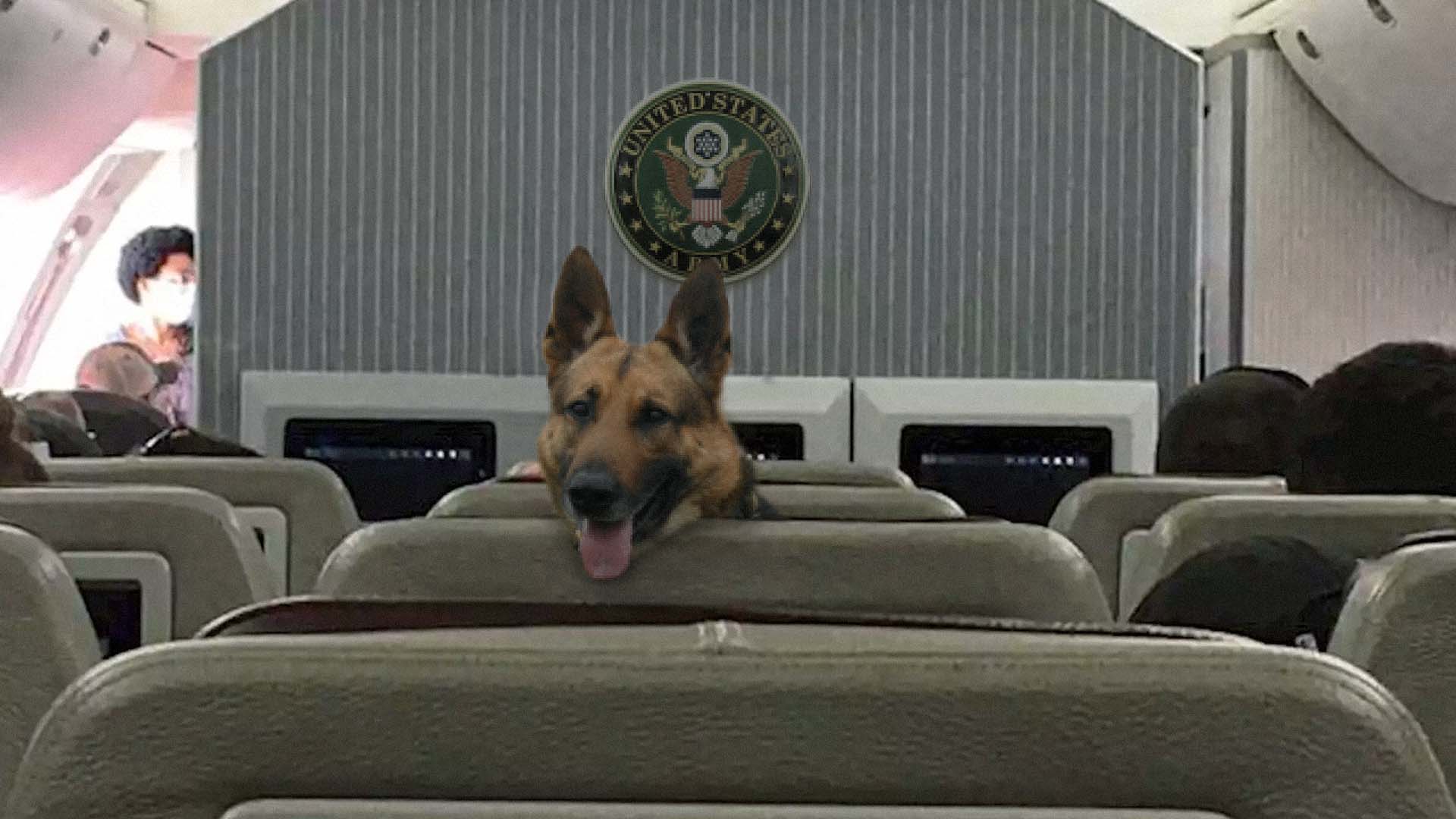 US forces save a dog from Afghans fighting for his seat on an evacuation plane image