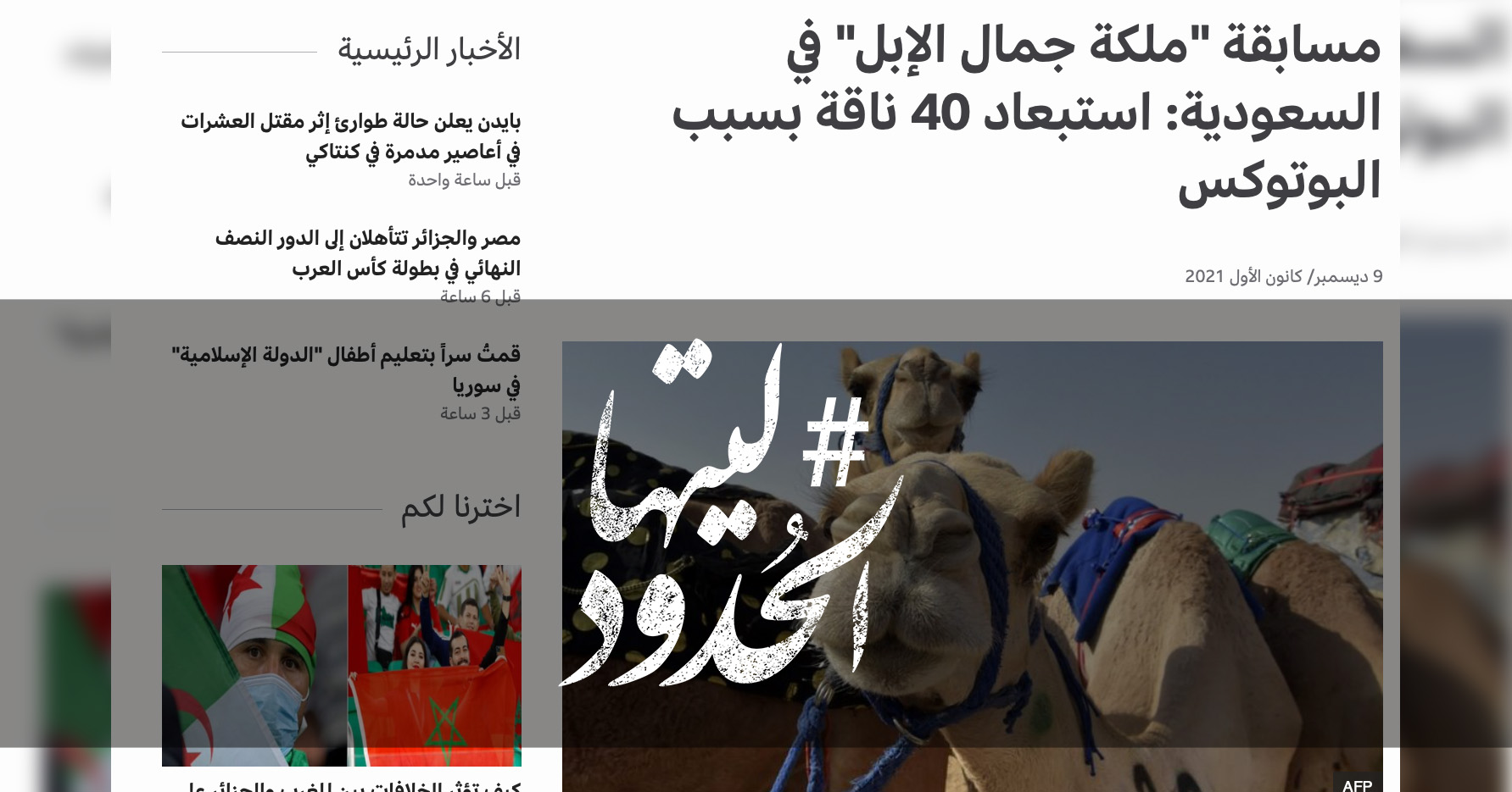 صورة مسابقة "ملكة جمال الإبل" في السعودية: استبعاد 40 ناقة بسبب البوتوكس