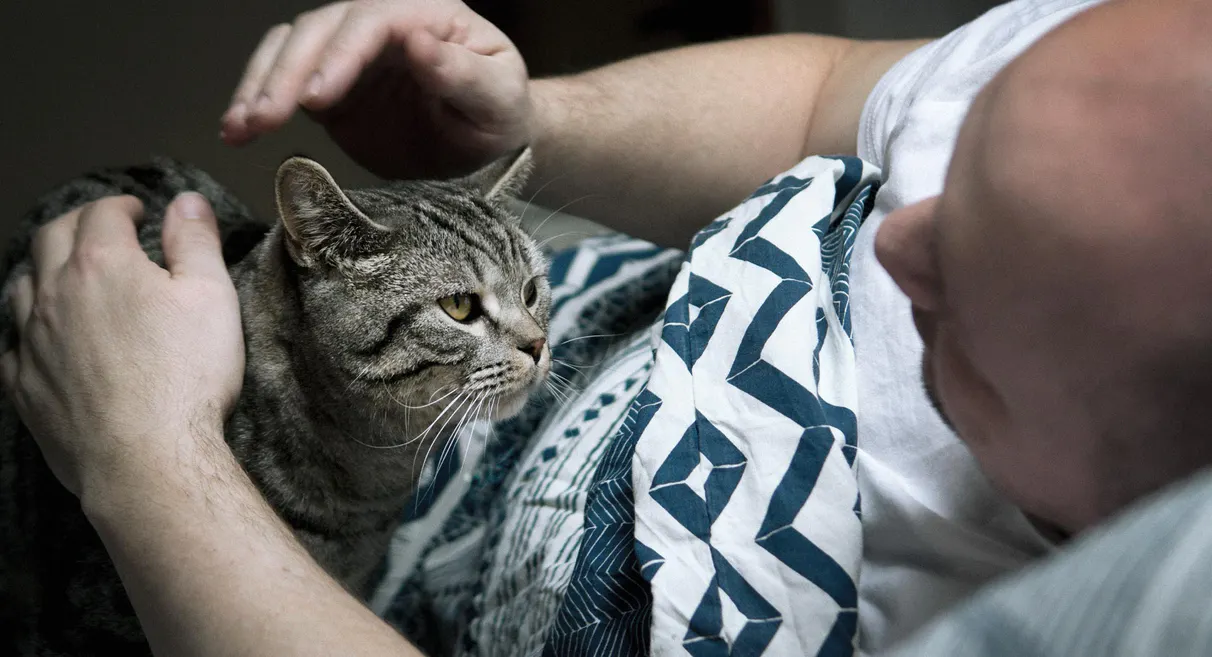 Man violates cat’s rights at home and encroaches on her bed  image