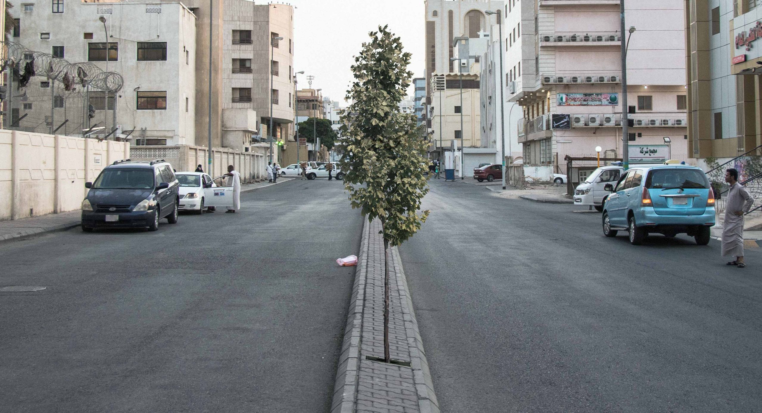 صورة وفاة شجرة في العاصمة من الوحدة