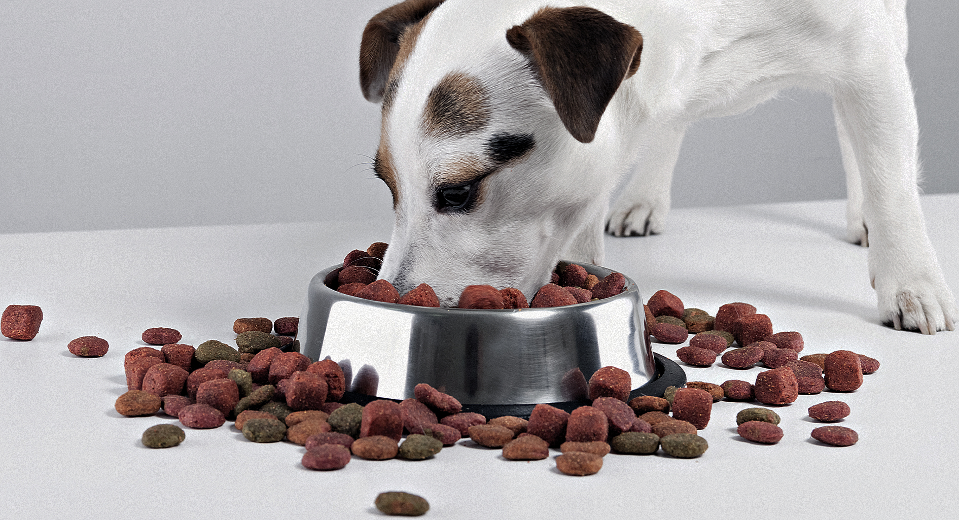 صورة كلب يأكل دون أن يزيد وزنه