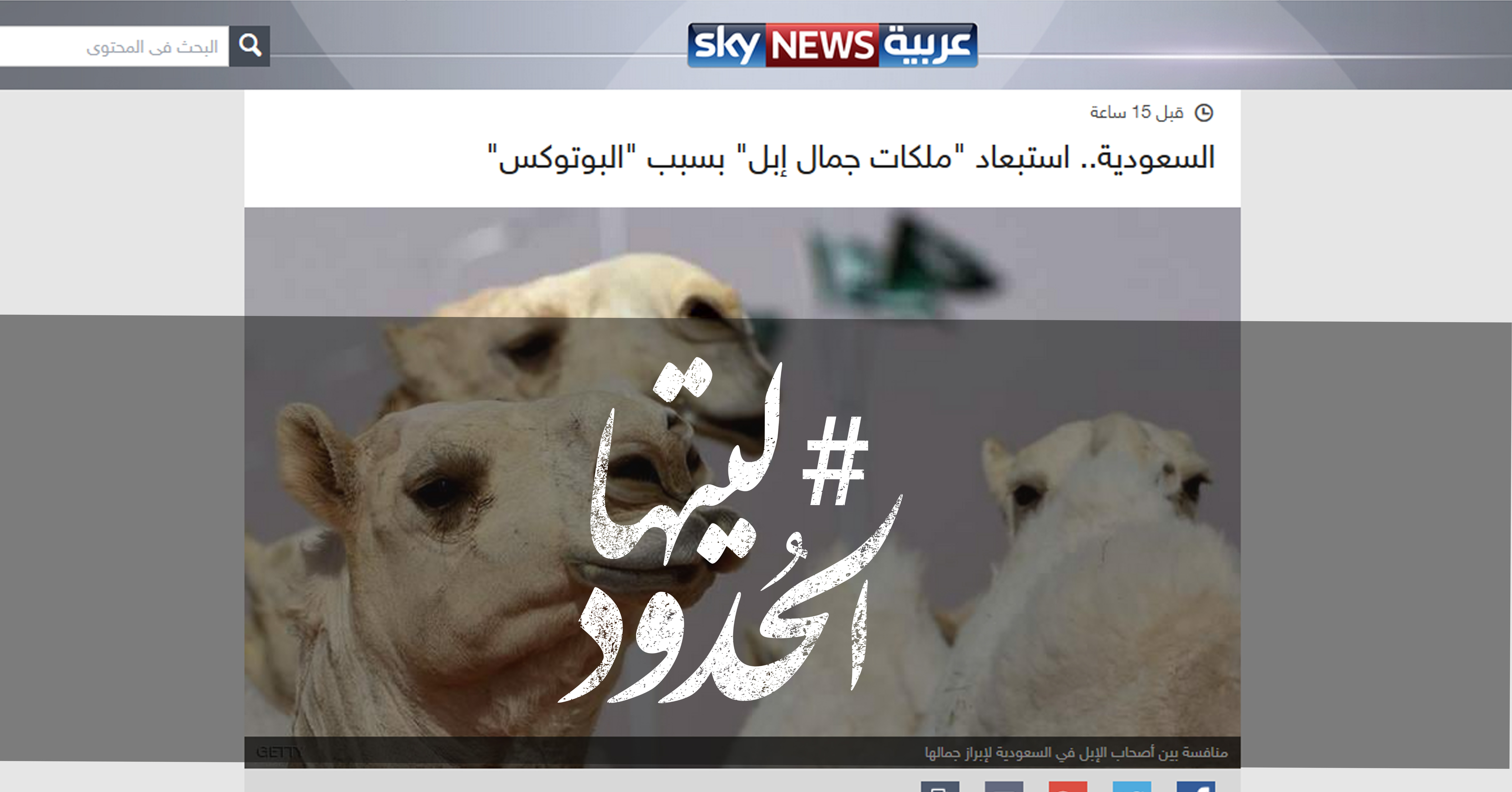 صورة السعودية.. استبعاد “ملكات جمال إبل” بسبب “البوتوكس”