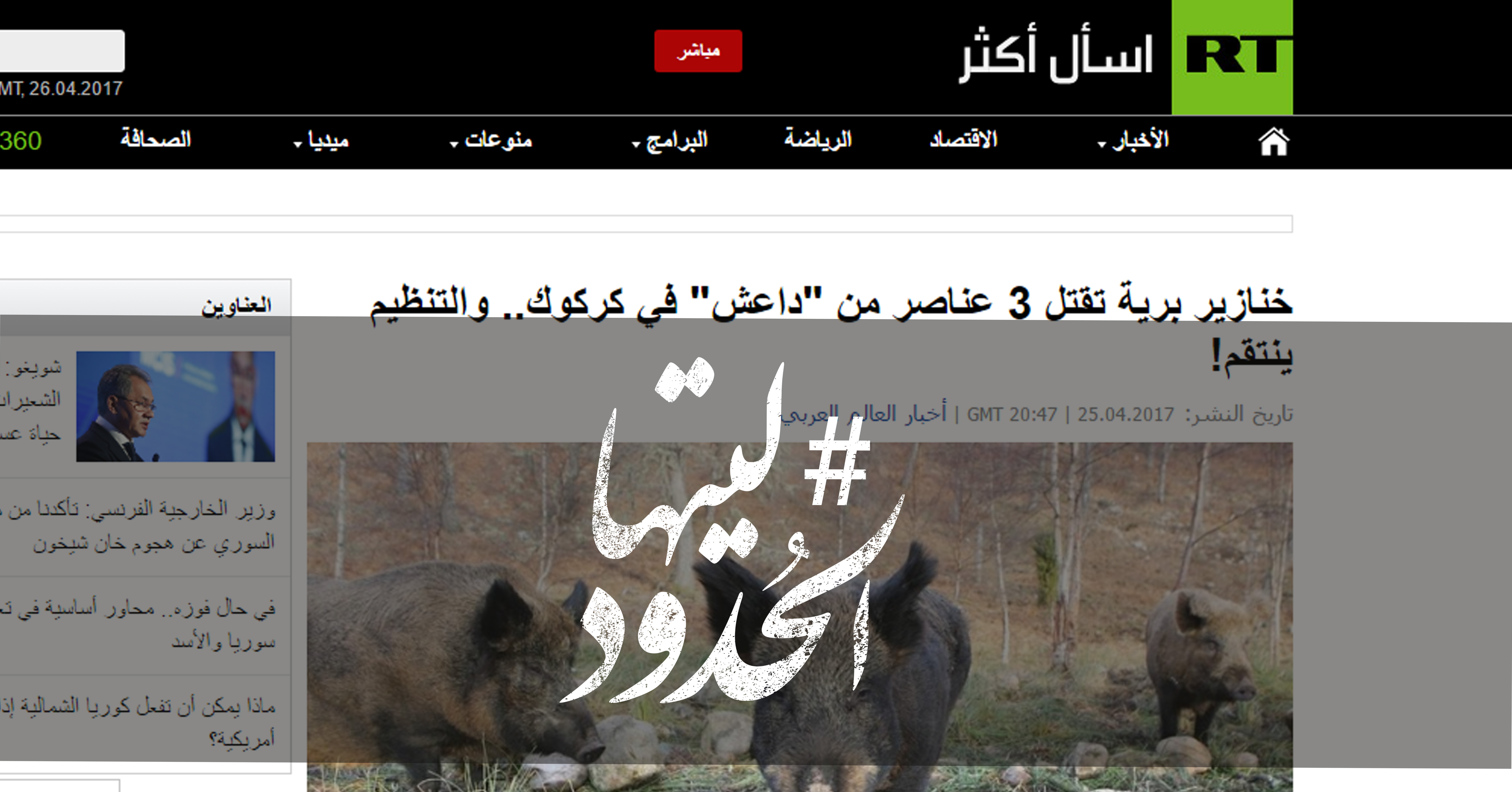 صورة خنازير برية تقتل 3 عناصر من داعش في كركوك والتنظيم ينتقم